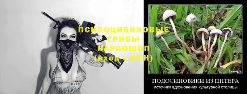 цены   Новокузнецк  Псилоцибиновые грибы Psilocybe 